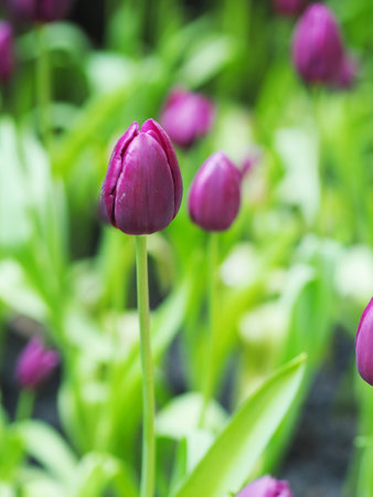 Purple tulips in the garden, selective focus, shallow DOFの写真素材