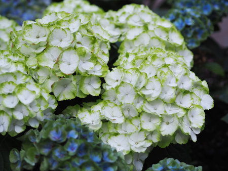 Hydrangea macrophylla, also known as hortensia
