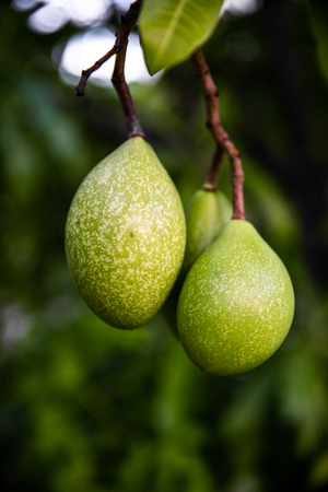A random fruit adding with texture on green toneの写真素材