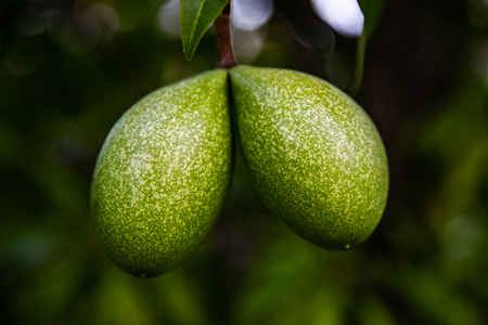 A random fruit adding with texture on green toneの写真素材
