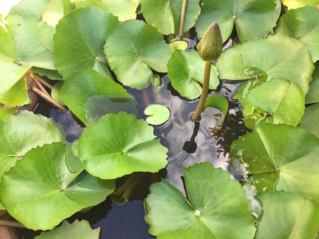 Lotus in the bathの素材