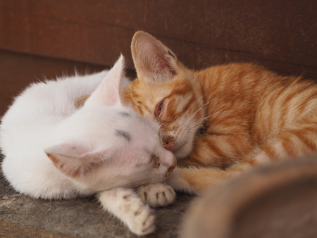Two Kitten