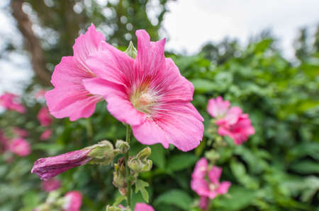 Colorful flowers in the forest の写真素材