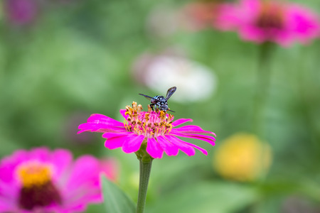 wasp with zinnia flowerの写真素材