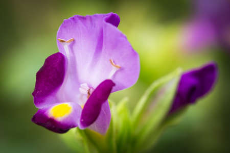 wishbone flowerの写真素材