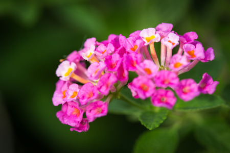 pink lantana camara  flowerの写真素材