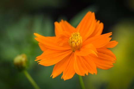close up cosmos flowerの写真素材