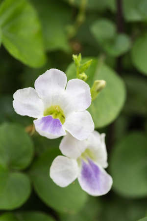 Forest flowerの写真素材