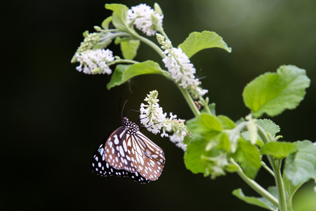 Butterfly feeding on treeの写真素材