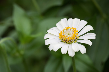 white zinnia flowerの写真素材
