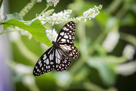 Butterfly feeding on treeの写真素材