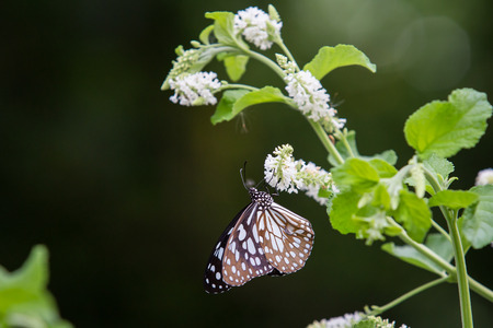 Butterfly feeding on treeの写真素材