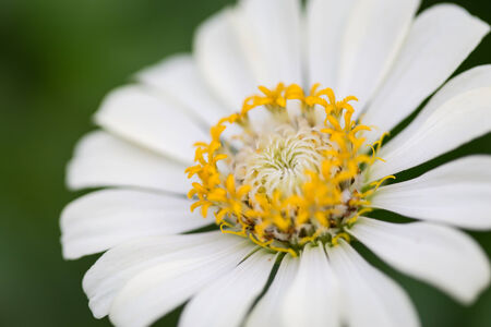 close up white zinnia flowerの写真素材