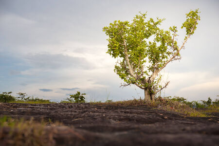 Alone Tree and Stoneの写真素材