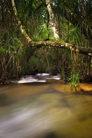 gentle Waterfall in forestの写真素材