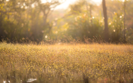 winter grassland in thailand