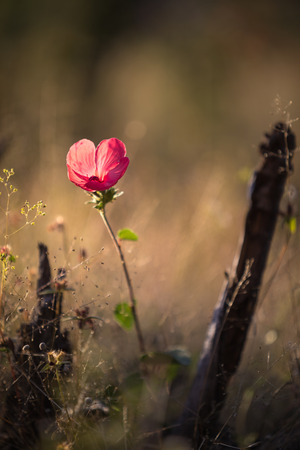 alone flower in the grasslandの写真素材