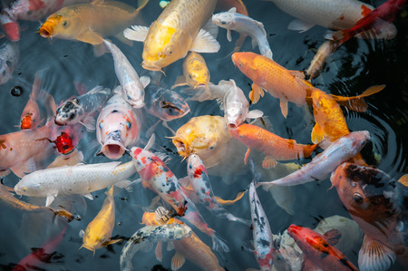 Fancy carp fishes swim in the poolの写真素材