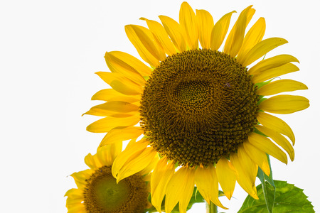heart shape on the sun flower, close-up viewの写真素材