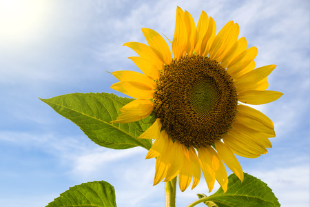alone sun flower in Thailandの写真素材
