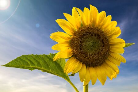 alone sun flower in Thailandの写真素材