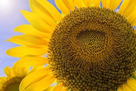 heart shape on the sun flower, close-up viewの写真素材