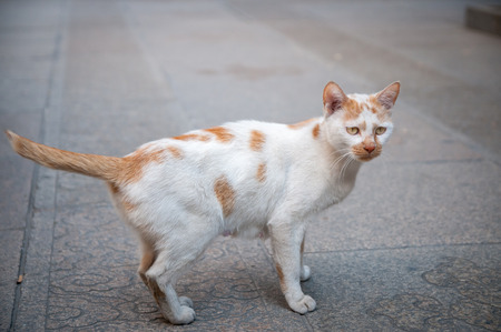 a staring cat ready to attackの写真素材