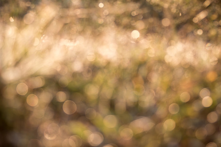 yellow bokeh from grass, blurry backgroundの写真素材