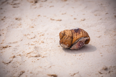 hermit Crab on the beach soft focus shallow focusの写真素材