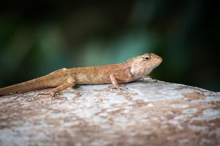 a chameleon on stone soft focus blurry focusの写真素材
