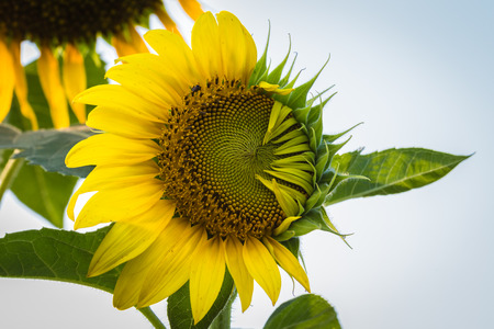 abnormal sun flower in Thailandの写真素材