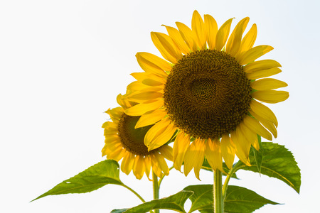 Heart shape on the sun flowerの写真素材