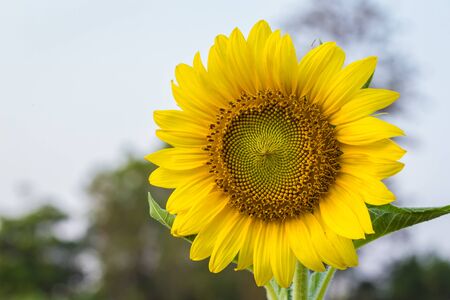 alone sun flower in Thailandの写真素材