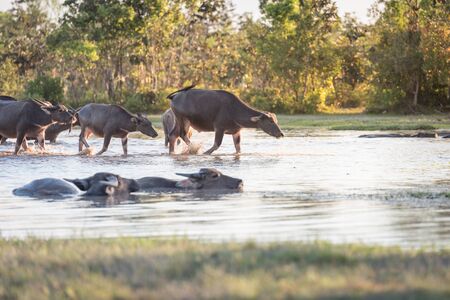 water buffalo fording a river in thailandの写真素材