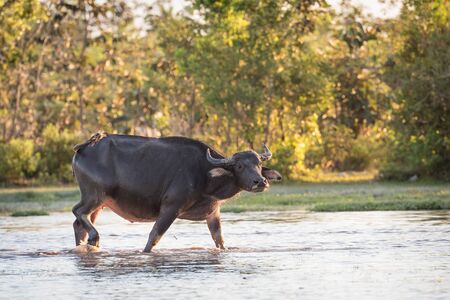 water buffalo fording a river in thailandの写真素材