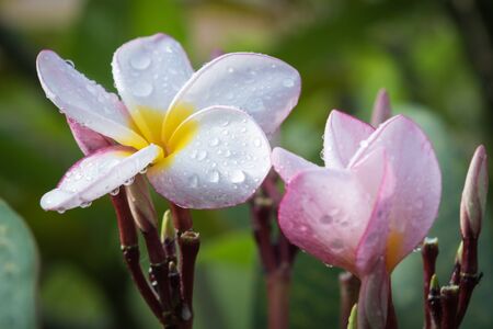 white and yellow Plumeria frangipani flowers with raindropの写真素材