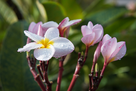 White and yellow Plumeria frangipani flowers with raindropの写真素材