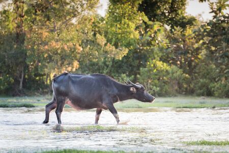 water buffalo fording a river in thailandの写真素材