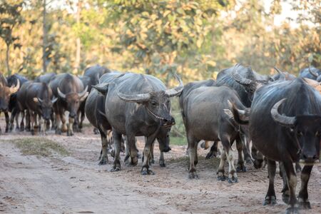 water buffalo is going back to the corral in thailandの写真素材