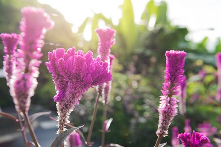 purple cockscomb flower with sunlight in the morningの写真素材
