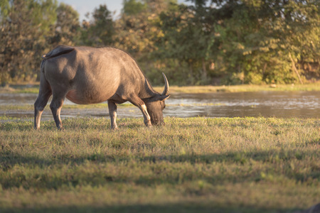 water buffalo is grazing on the meadow, thailandの写真素材