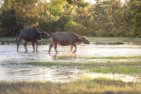 water buffalo fording a river in thailandの写真素材