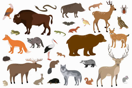 Vector collection of cartoon forest animals and birdsのイラスト素材