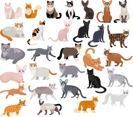 Set of vector cats on white backgroundのイラスト素材