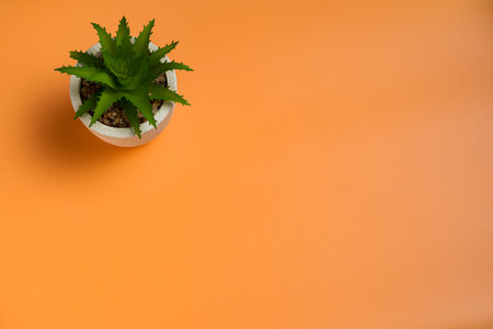 top view of green plant in pot on orange background with copy spaceの写真素材