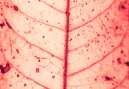 Close up of red leaf texture. Abstract background and texture for design.の写真素材