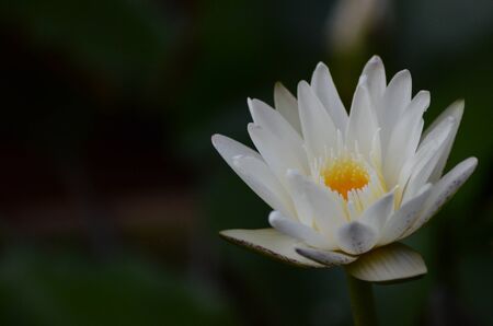 Lotus の写真素材