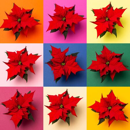 A collage of poinsettia plants on colorful backgroundsの写真素材