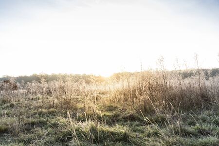 Plants with white frost on a cold winter morningの写真素材