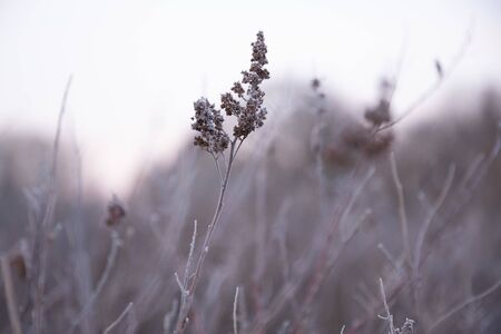 Plants with white frost on a cold winter morningの写真素材